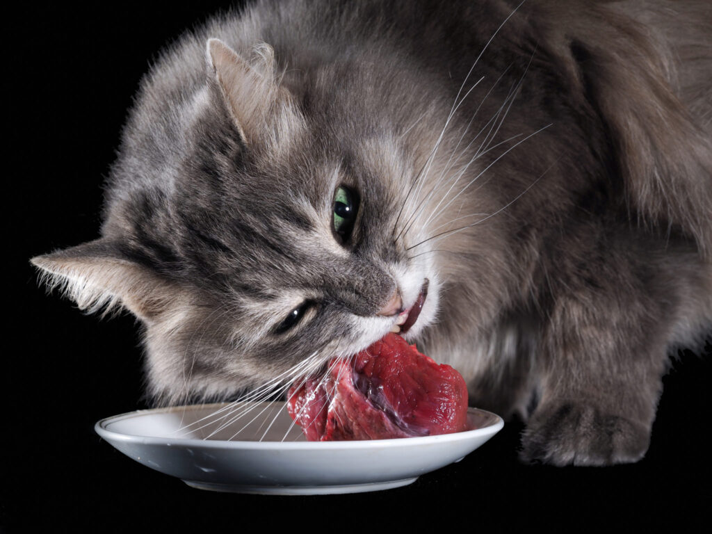 Chế độ ăn thịt sống (Raw Food) cho mèo - Ảnh 1