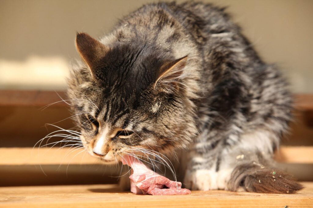 Chế độ ăn thịt sống (Raw Food) cho mèo - Ảnh 2