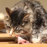 Ảnh Chế độ ăn thịt sống (Raw Food) cho mèo
