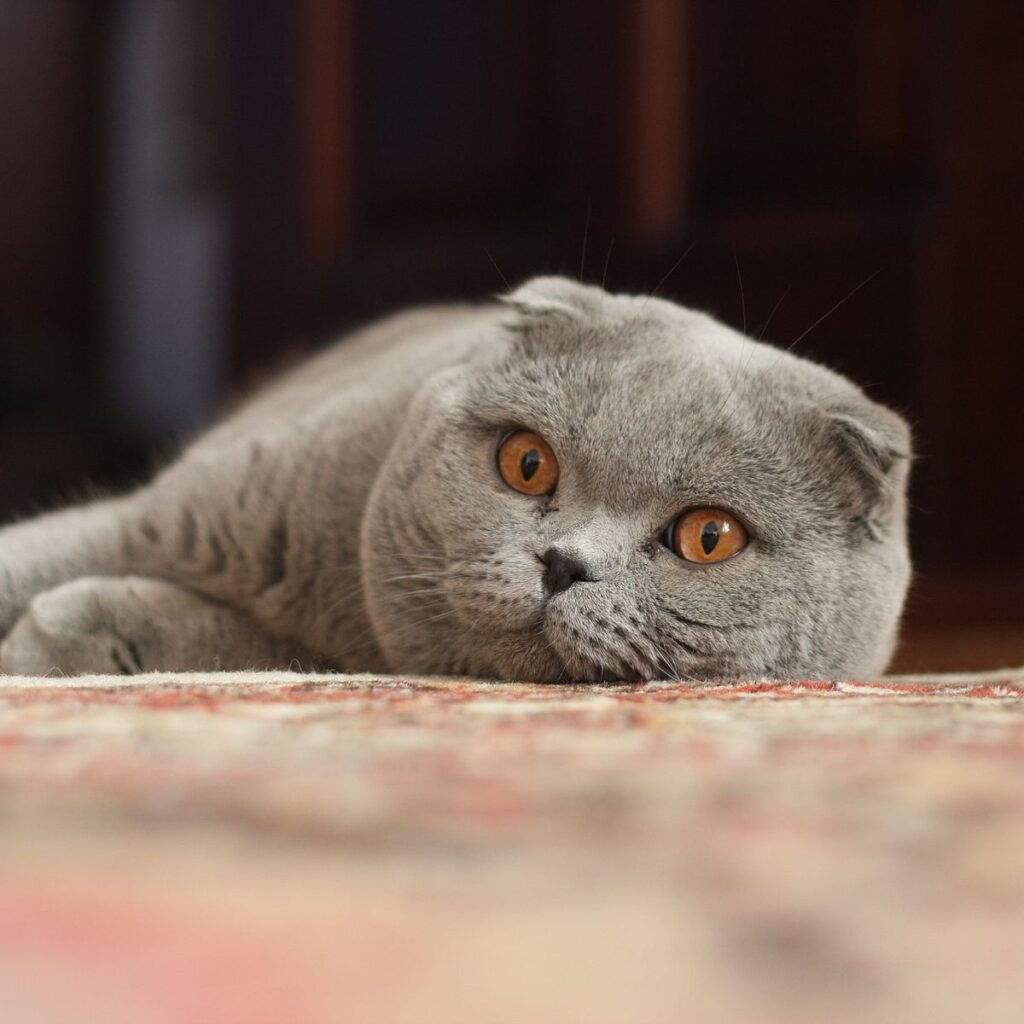 Mèo tai cụp Scottish Fold - Giống mèo siêu đáng yêu - Ảnh 1