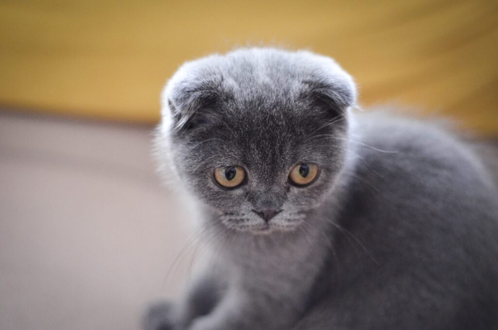 Mèo tai cụp Scottish Fold - Giống mèo siêu đáng yêu - Ảnh 2
