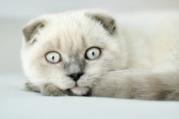 Ảnh Mèo tai cụp Scottish Fold – Giống mèo siêu đáng yêu